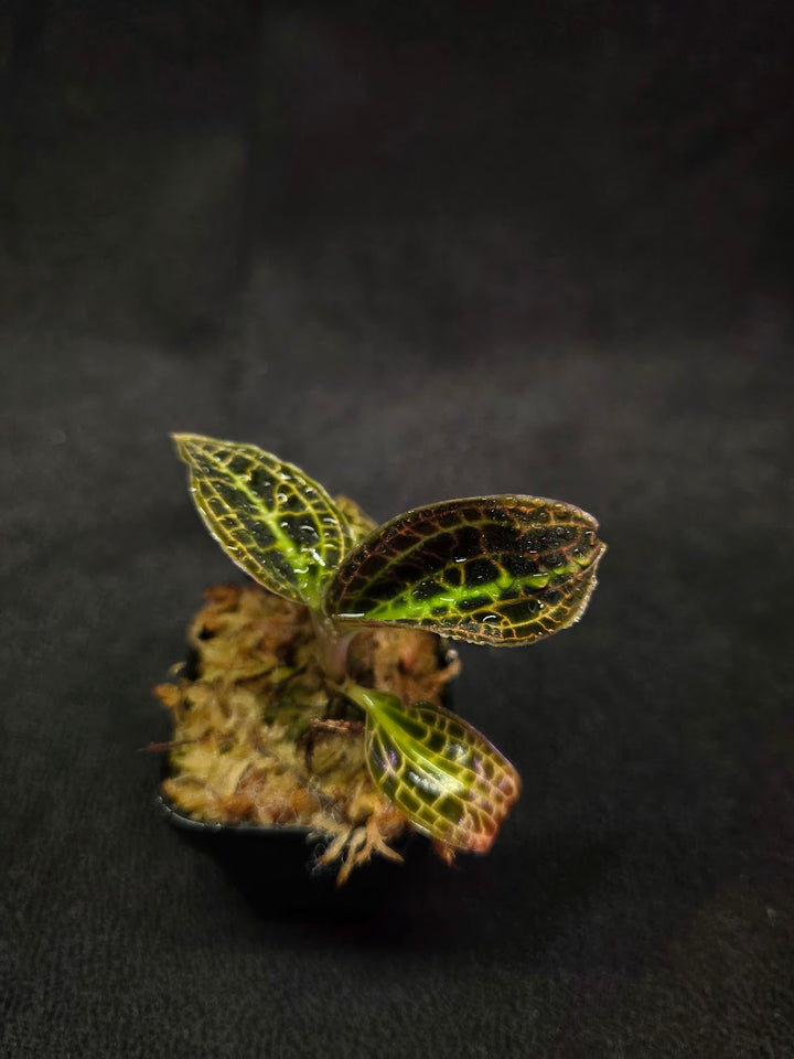 Macodes Sanderiana #01