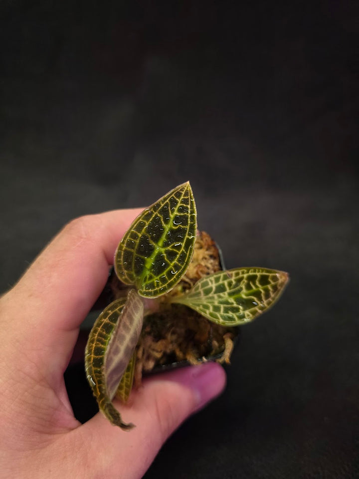 Macodes Sanderiana #01