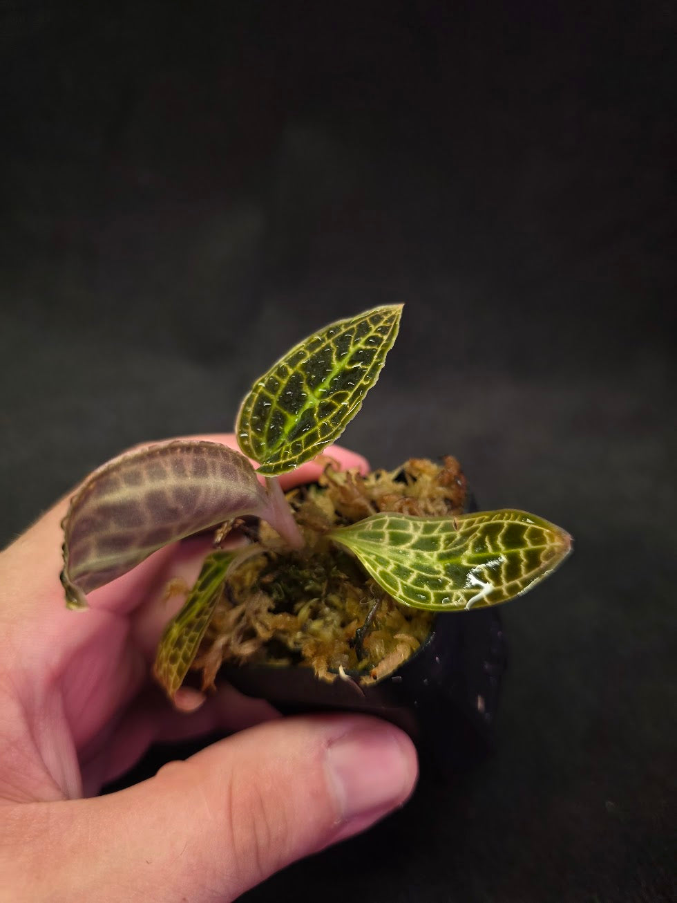Macodes Sanderiana #01