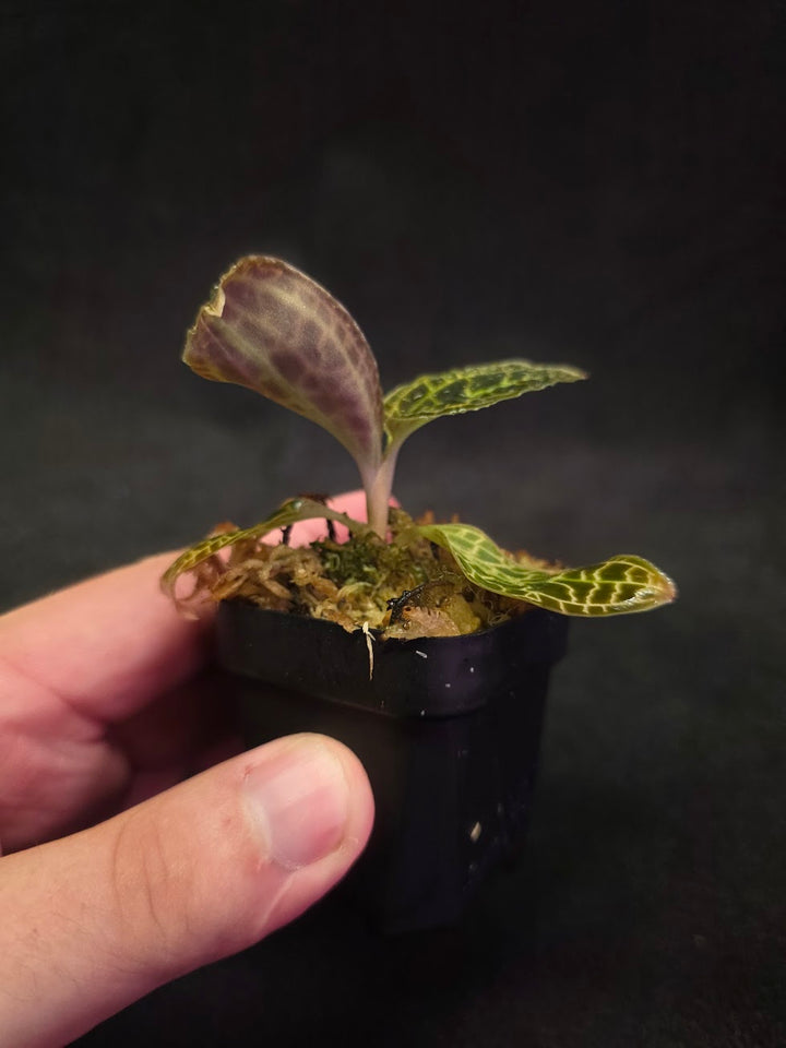 Macodes Sanderiana #01
