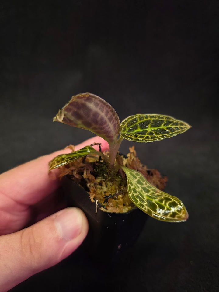 Macodes Sanderiana #01