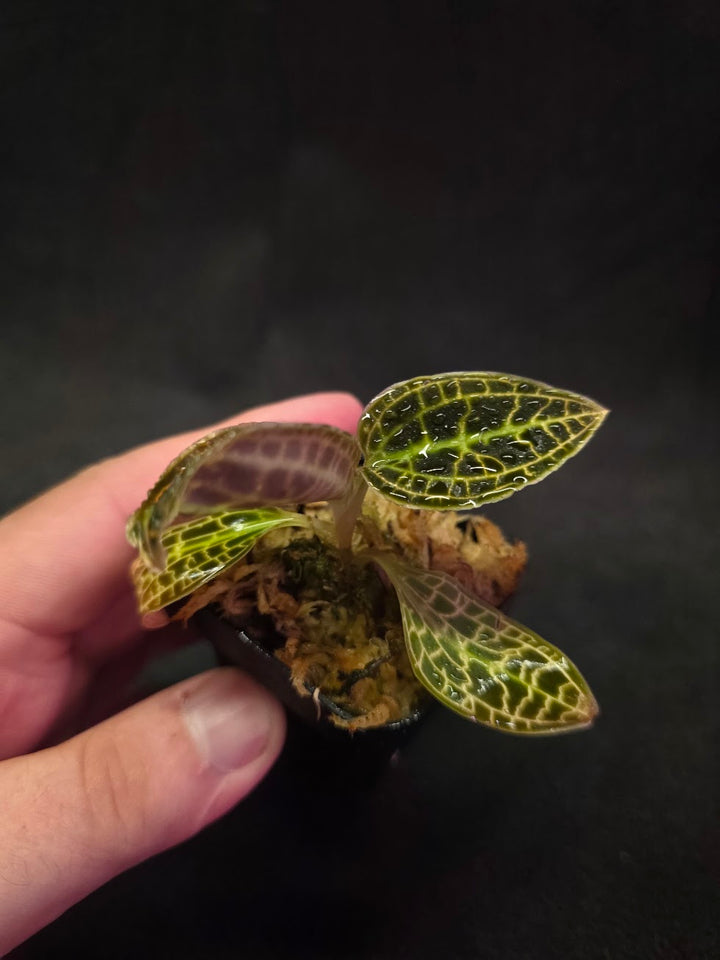 Macodes Sanderiana #01