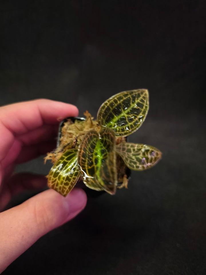 Macodes Sanderiana #01