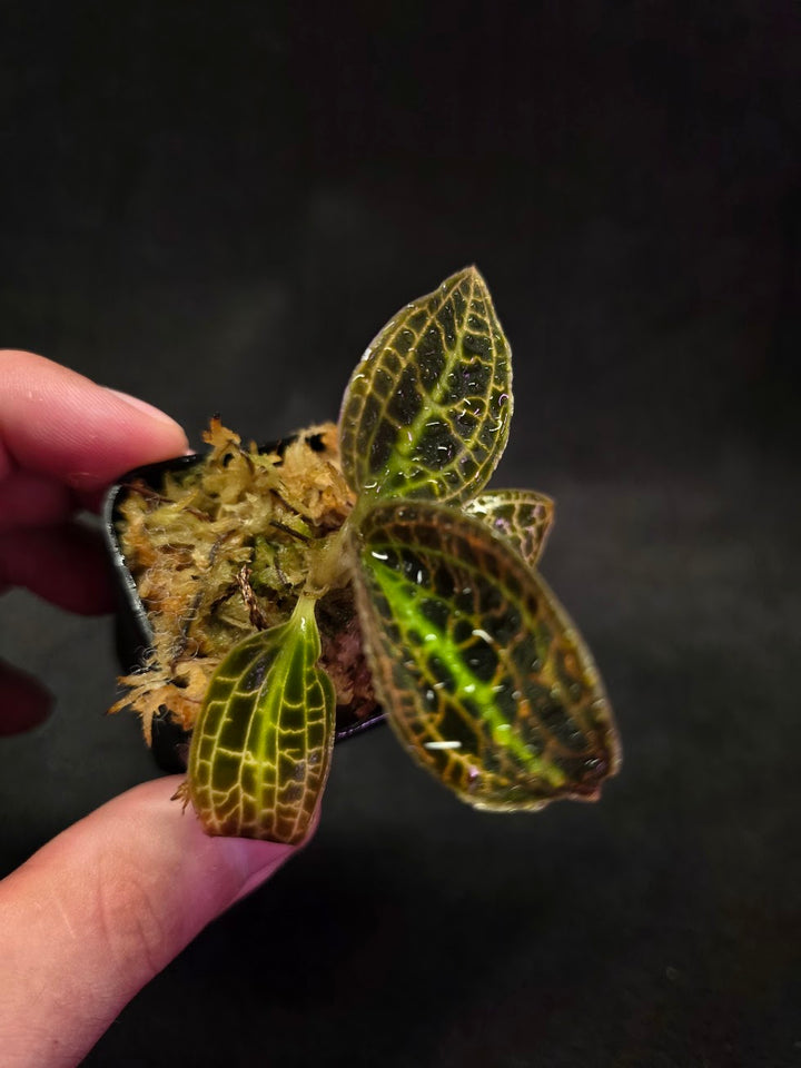 Macodes Sanderiana #01