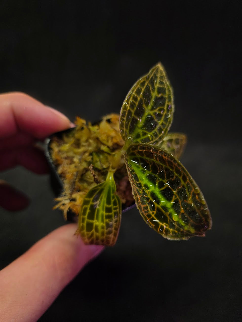Macodes Sanderiana #01