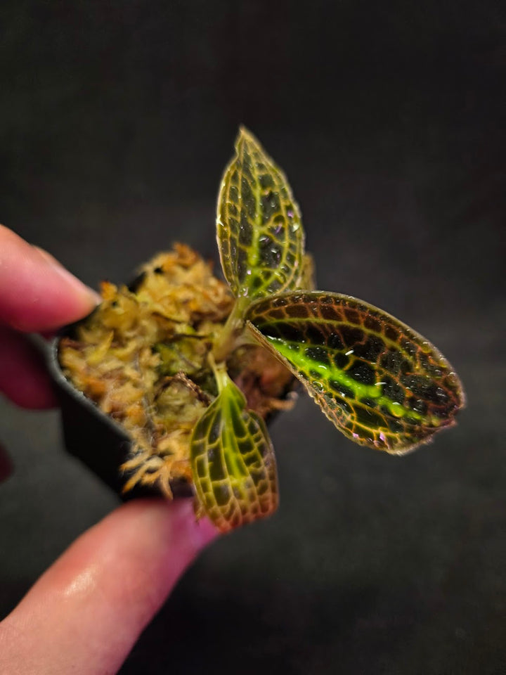 Macodes Sanderiana #01