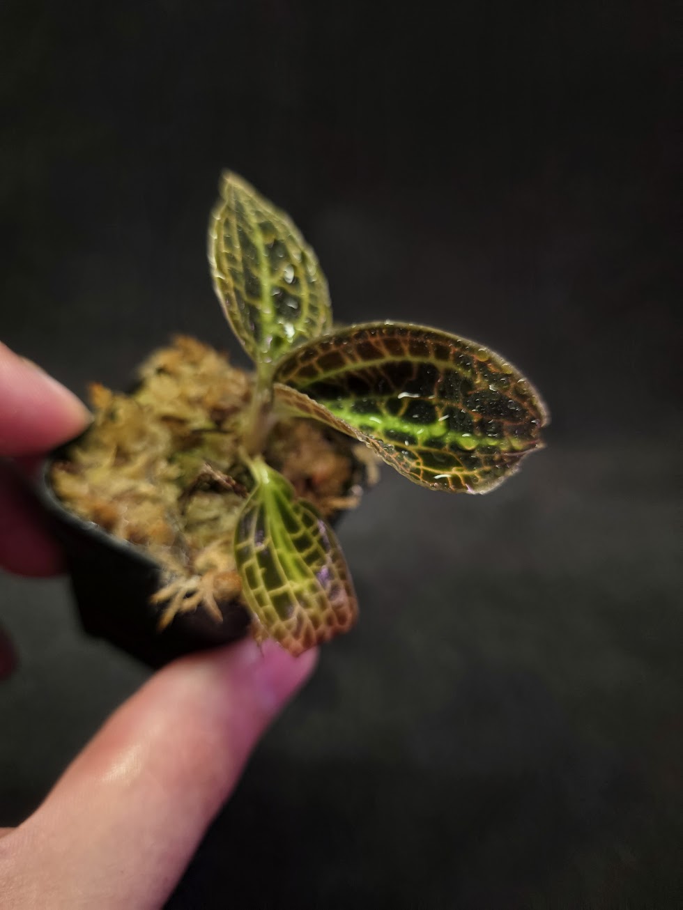 Macodes Sanderiana #01