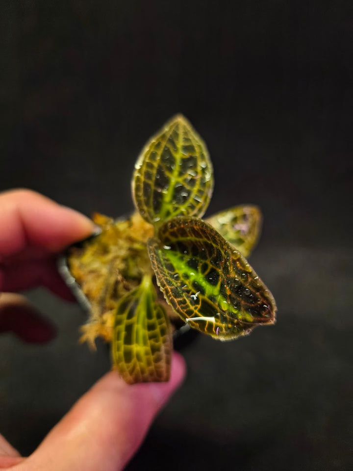 Macodes Sanderiana #01