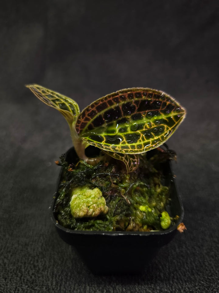 Macodes Sanderiana #02