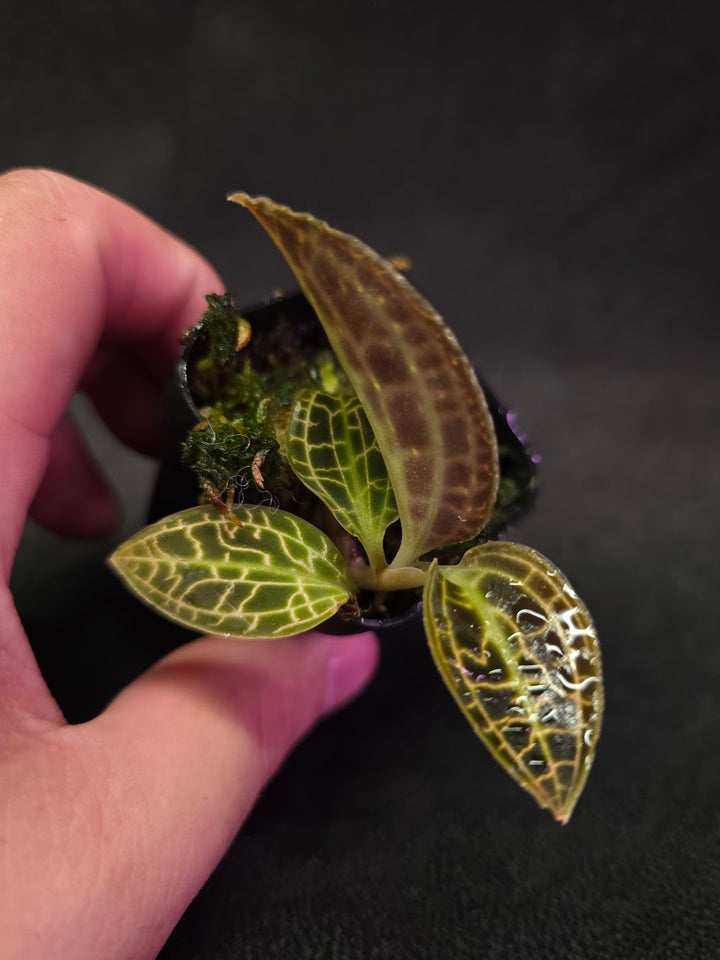 Macodes Sanderiana #02