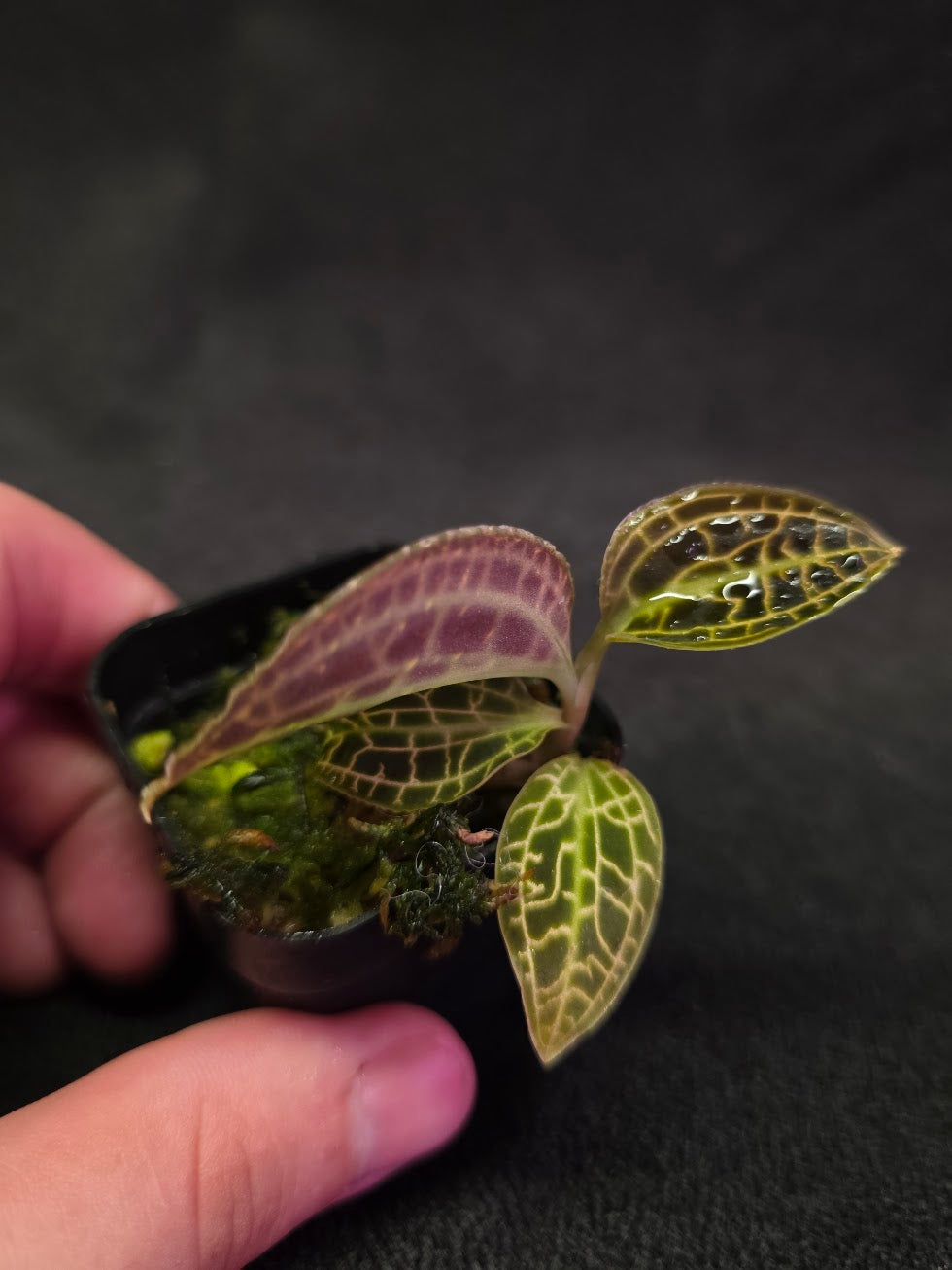 Macodes Sanderiana #02