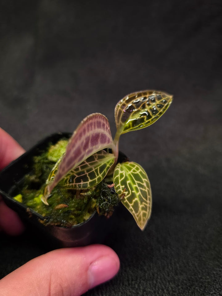 Macodes Sanderiana #02