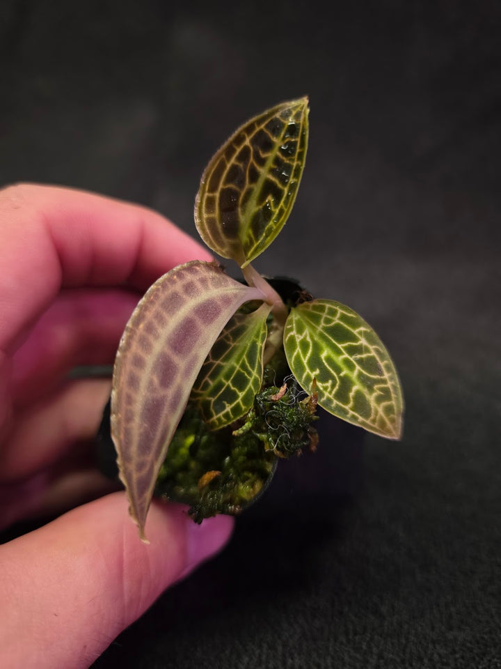Macodes Sanderiana #02