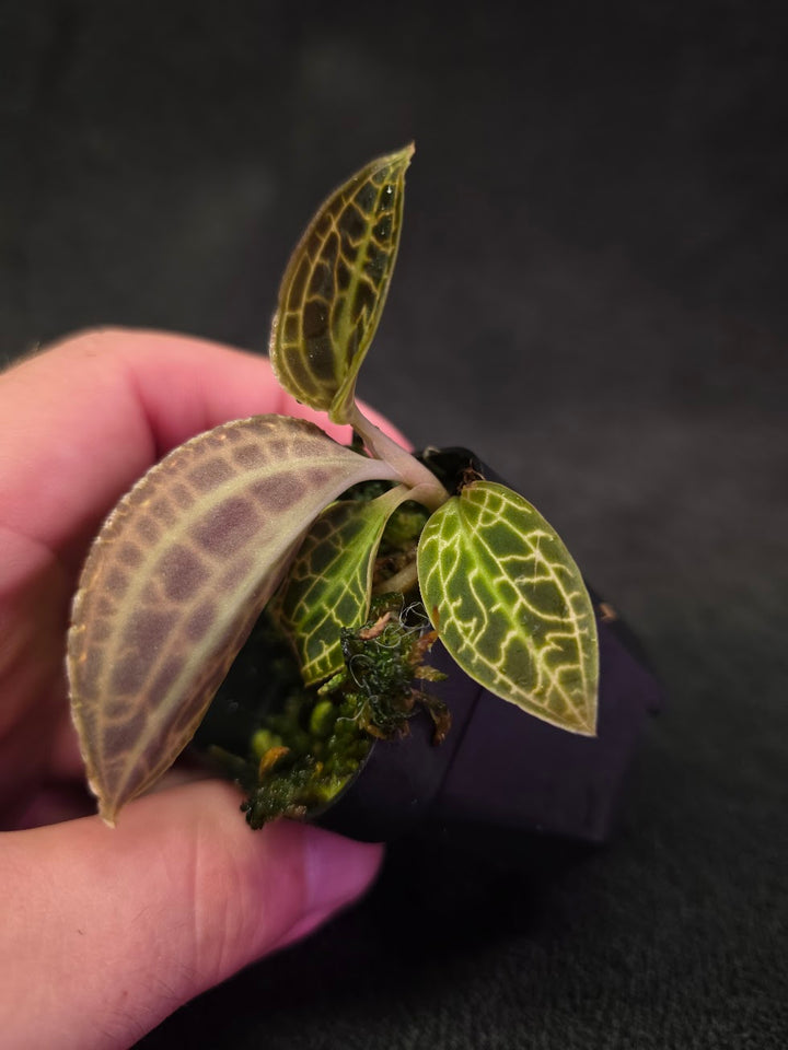 Macodes Sanderiana #02