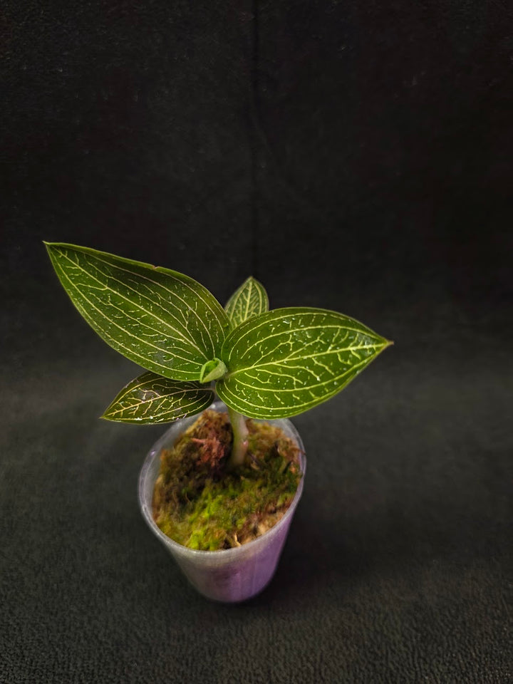 Ludisia Offdiscolor Alba #01