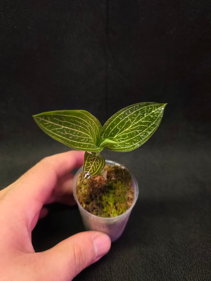 Ludisia Offdiscolor Alba #01