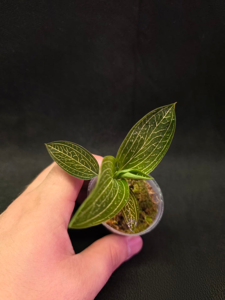 Ludisia Offdiscolor Alba #01