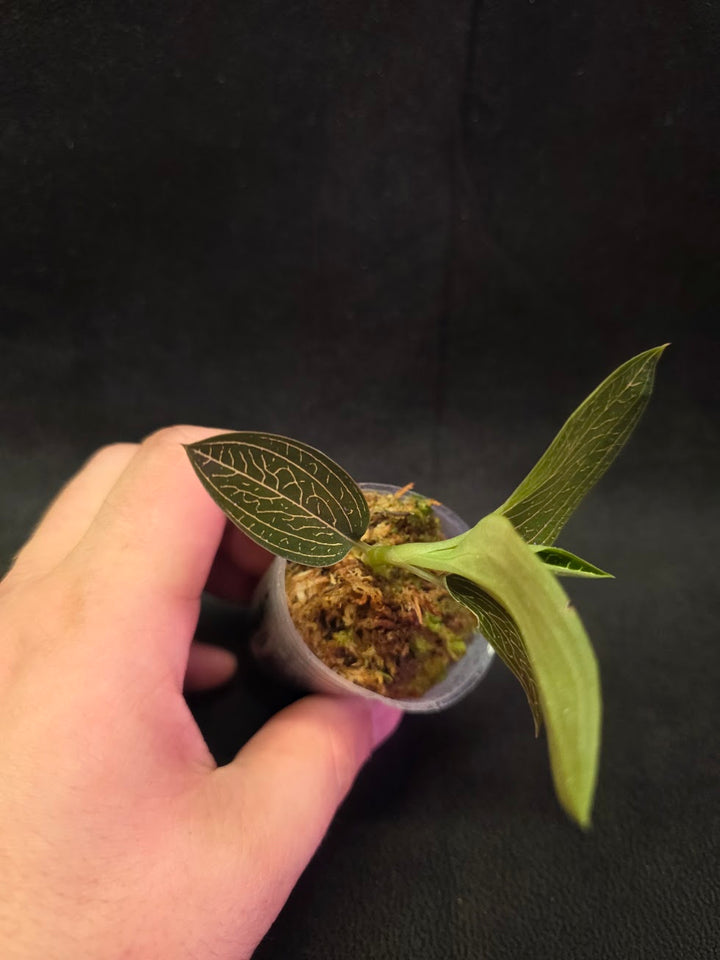 Ludisia Offdiscolor Alba #01
