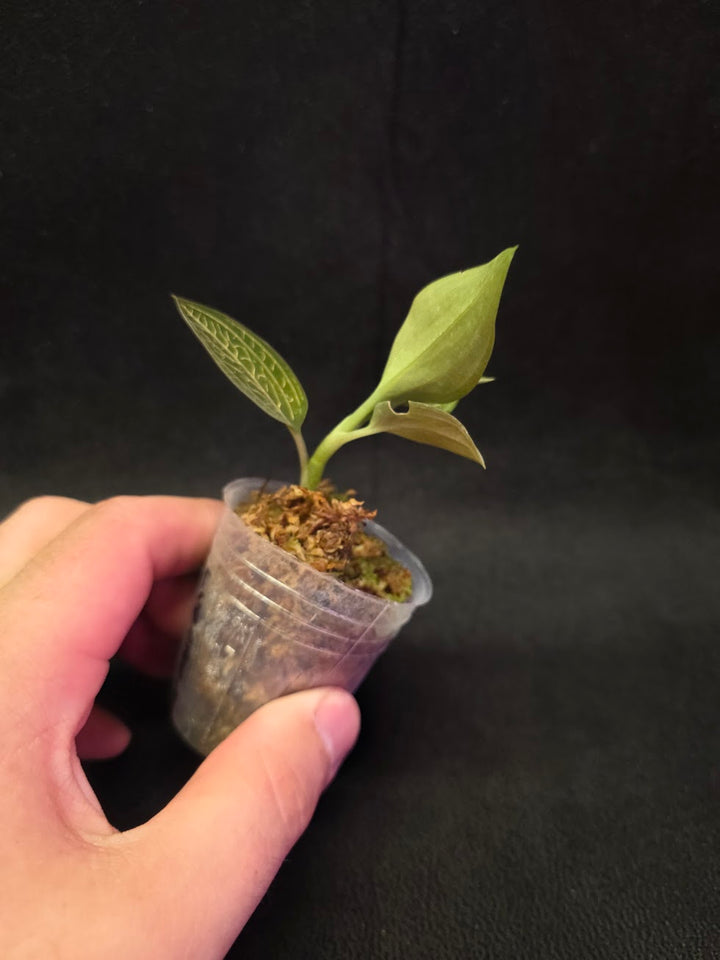 Ludisia Offdiscolor Alba #01