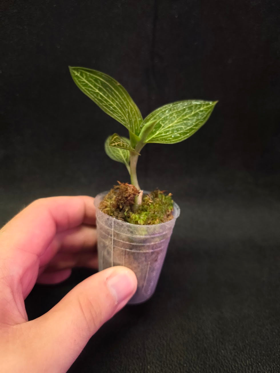 Ludisia Offdiscolor Alba #01