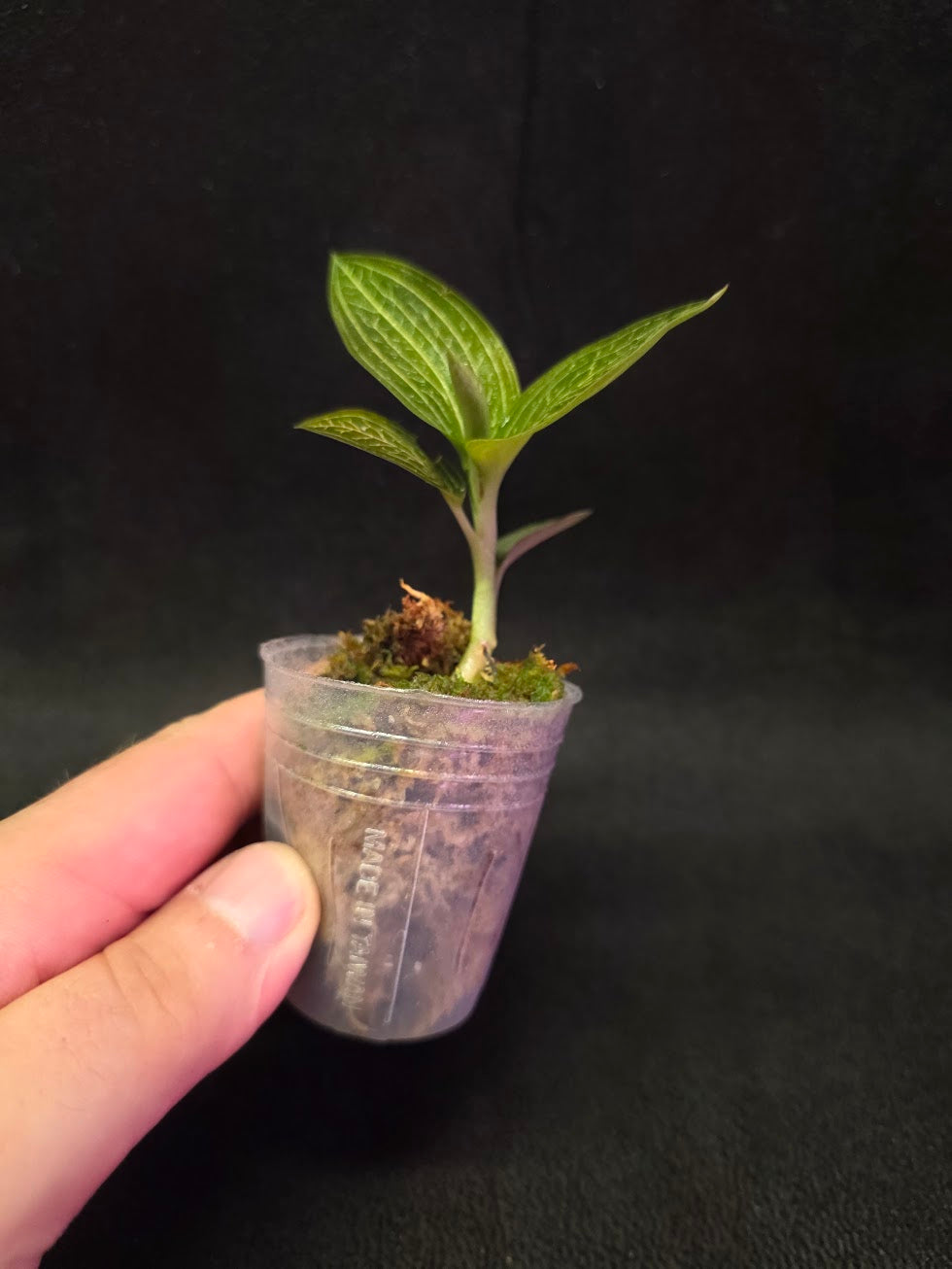 Ludisia Offdiscolor Alba #01