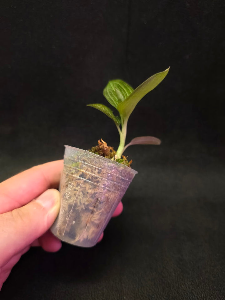 Ludisia Offdiscolor Alba #01