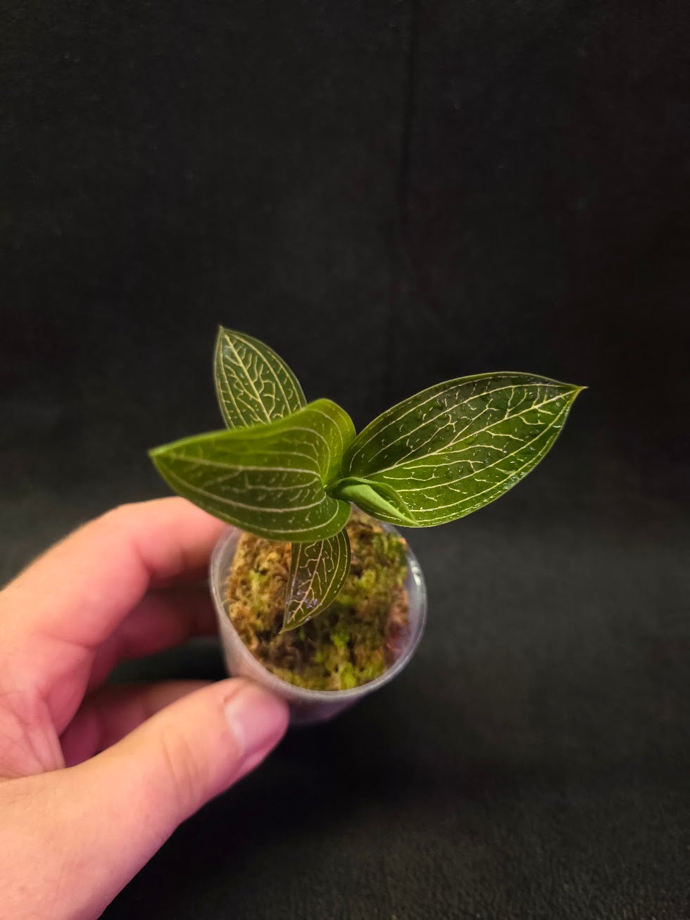 Ludisia Offdiscolor Alba #01