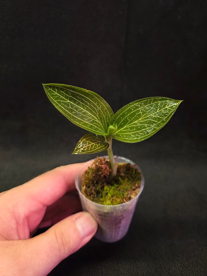 Ludisia Offdiscolor Alba #01