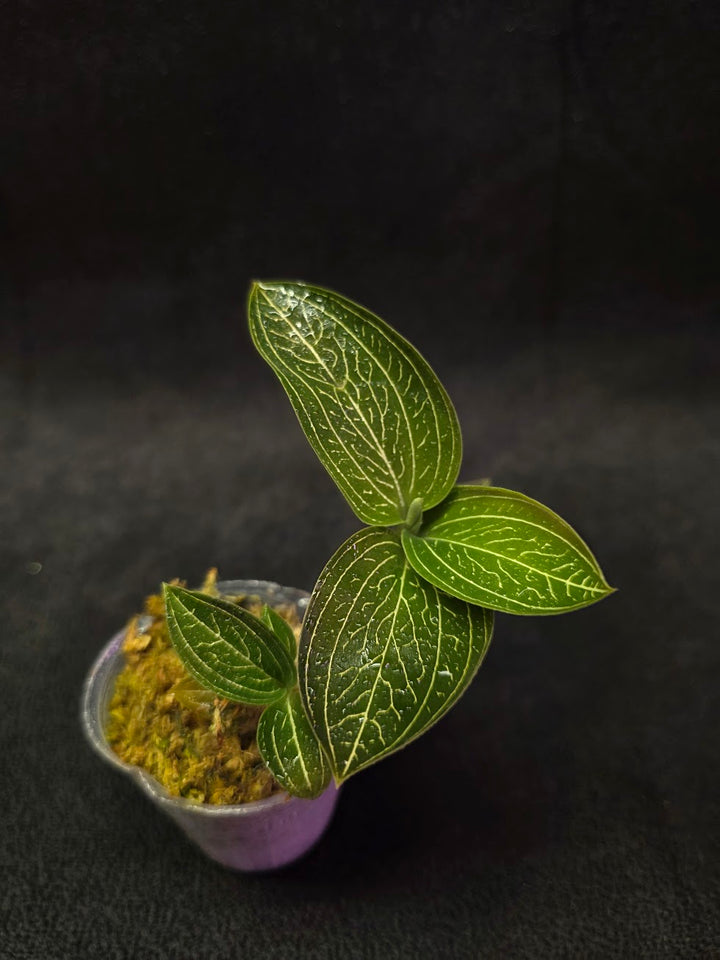 Ludisia Offdiscolor Alba #02