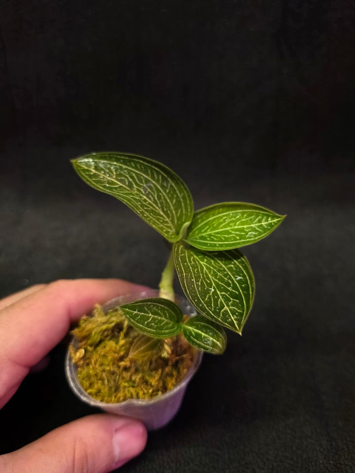 Ludisia Offdiscolor Alba #02