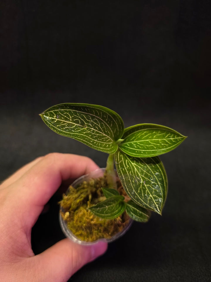 Ludisia Offdiscolor Alba #02
