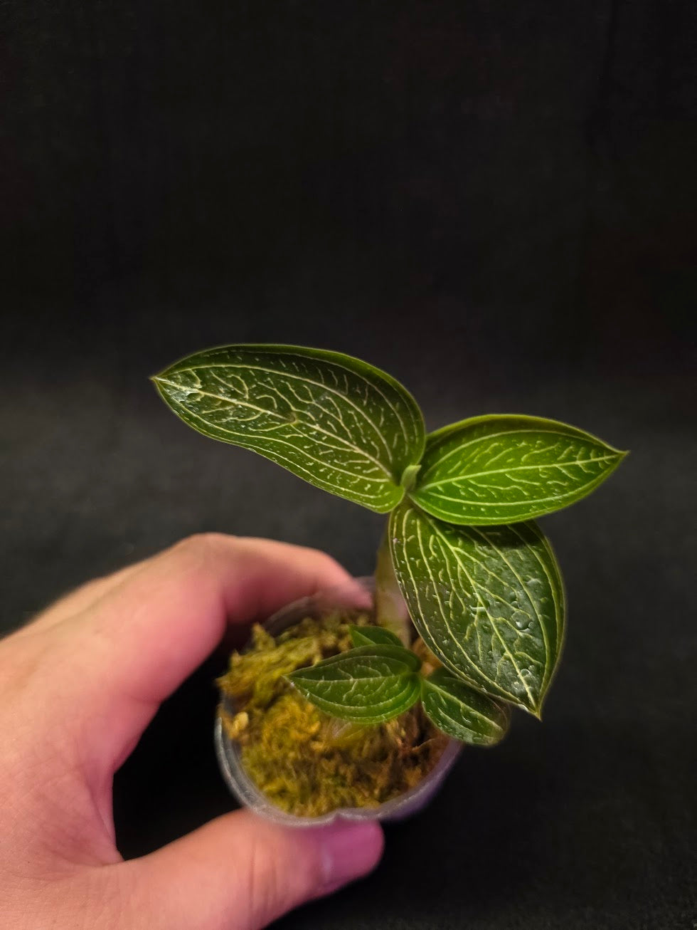 Ludisia Offdiscolor Alba #02
