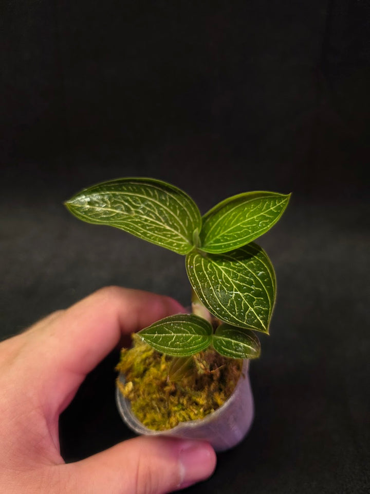 Ludisia Offdiscolor Alba #02