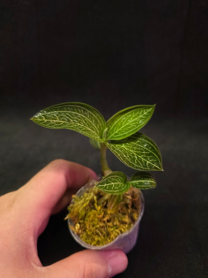 Ludisia Offdiscolor Alba #02