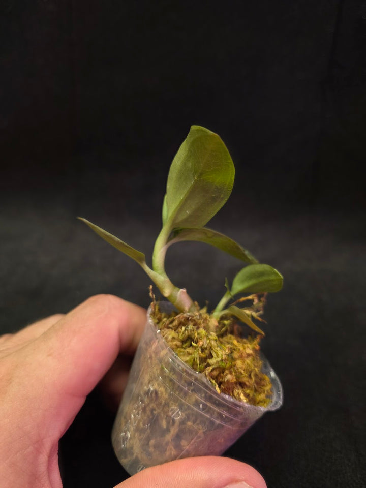 Ludisia Offdiscolor Alba #02