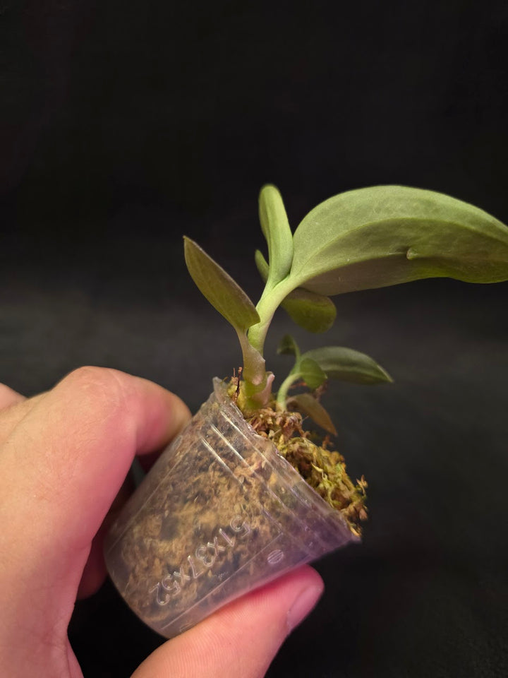 Ludisia Offdiscolor Alba #02