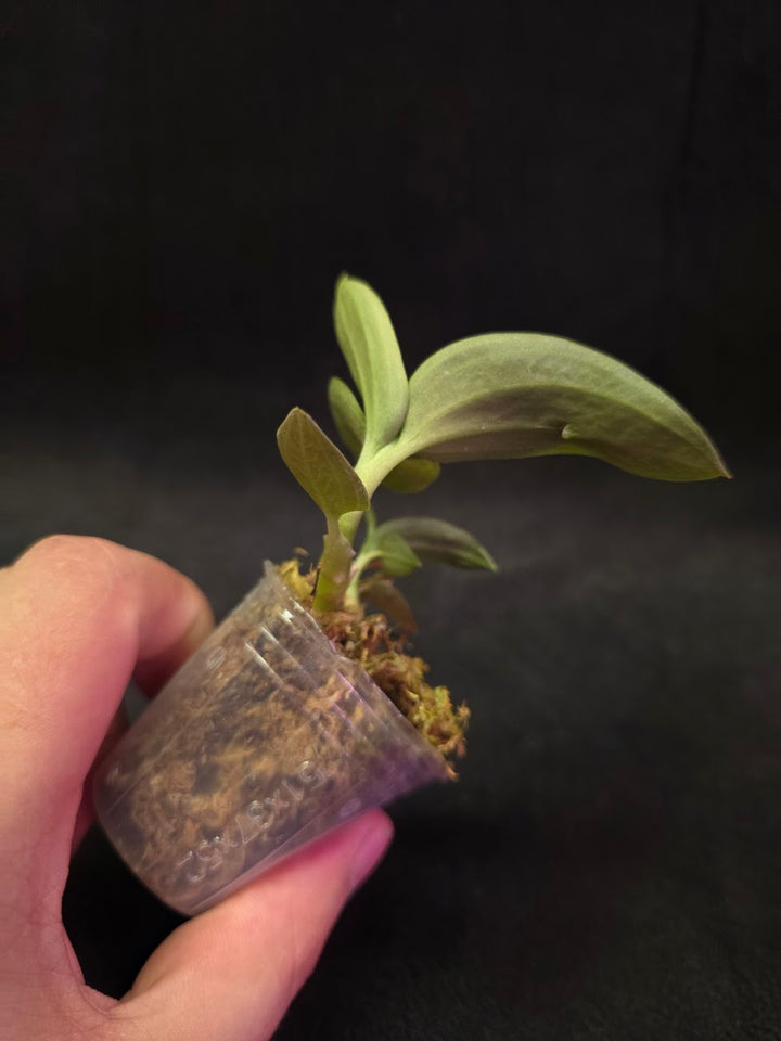 Ludisia Offdiscolor Alba #02