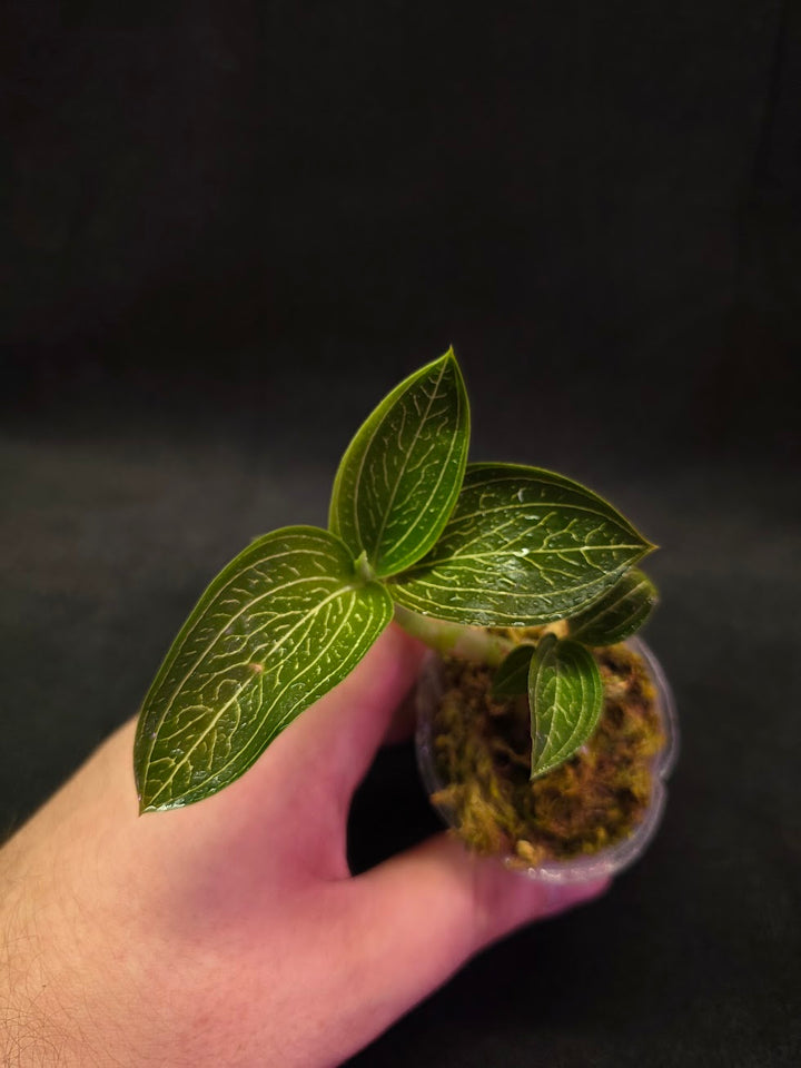 Ludisia Offdiscolor Alba #02