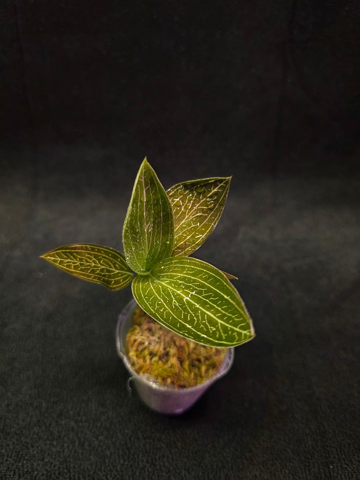 Ludisia Offdiscolor Alba #03