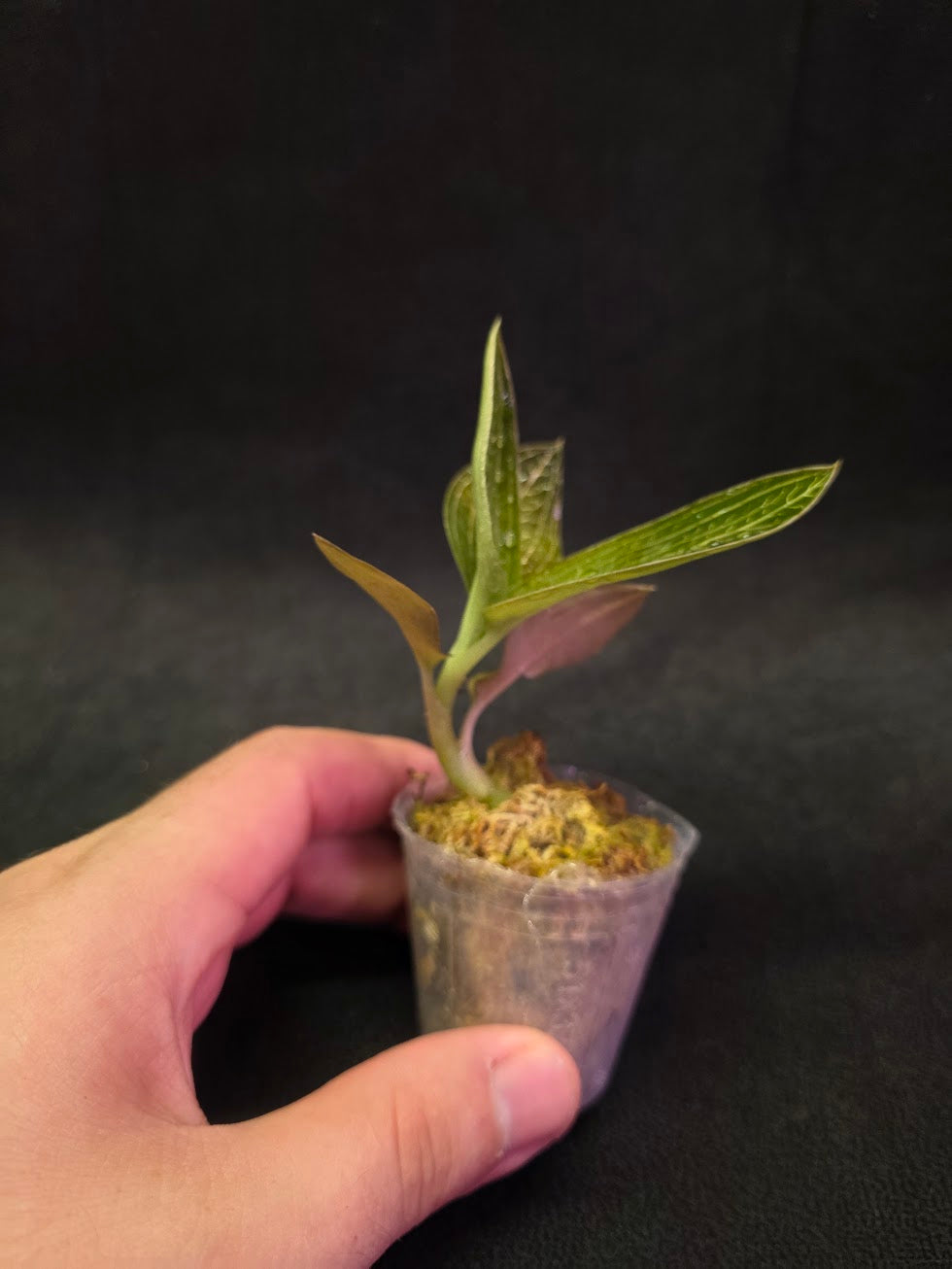 Ludisia Offdiscolor Alba #03