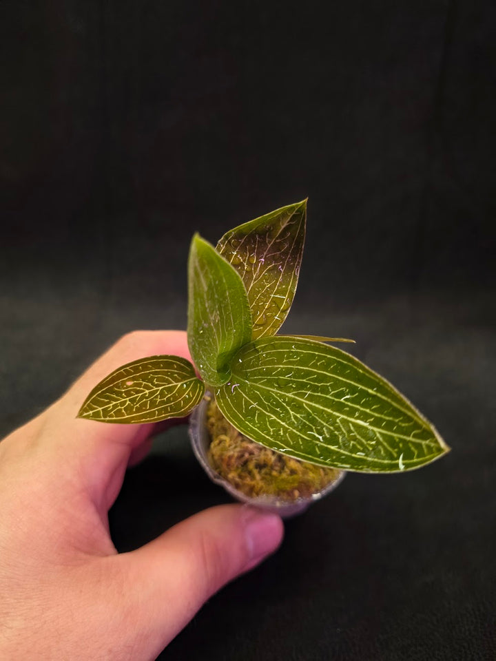 Ludisia Offdiscolor Alba #03
