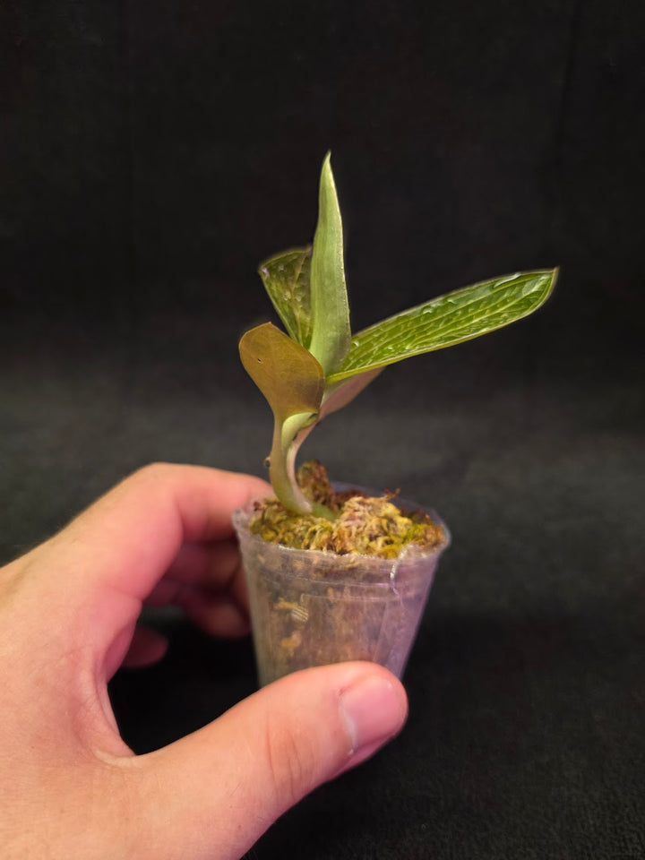 Ludisia Offdiscolor Alba #03