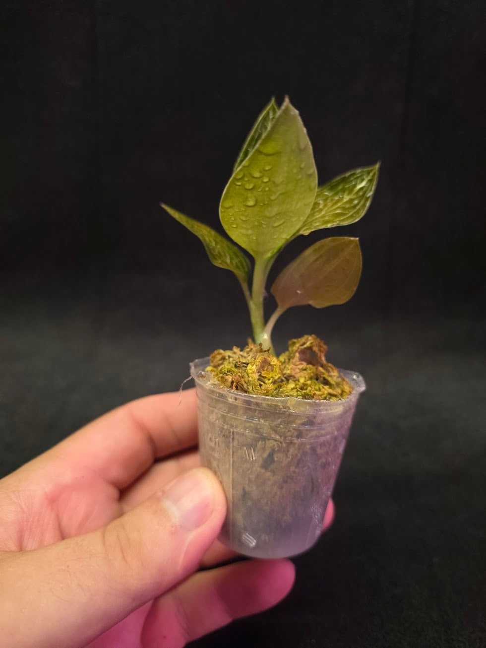 Ludisia Offdiscolor Alba #03