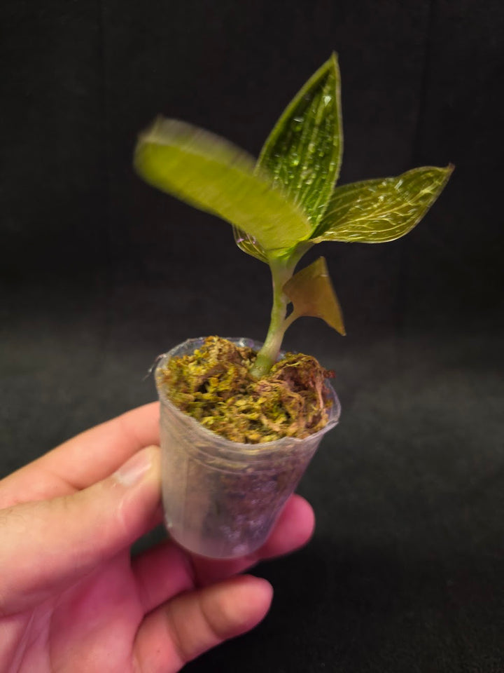 Ludisia Offdiscolor Alba #03