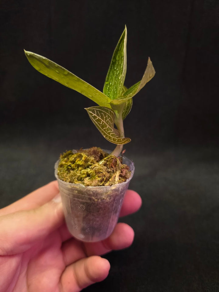 Ludisia Offdiscolor Alba #03
