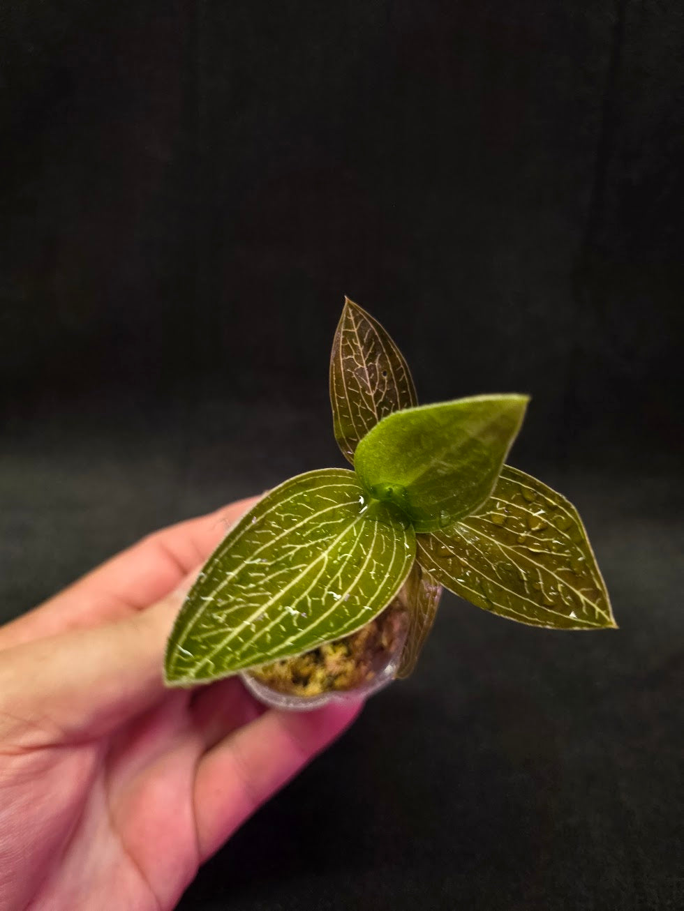 Ludisia Offdiscolor Alba #03