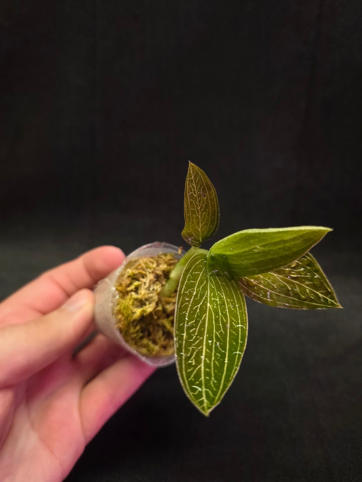 Ludisia Offdiscolor Alba #03