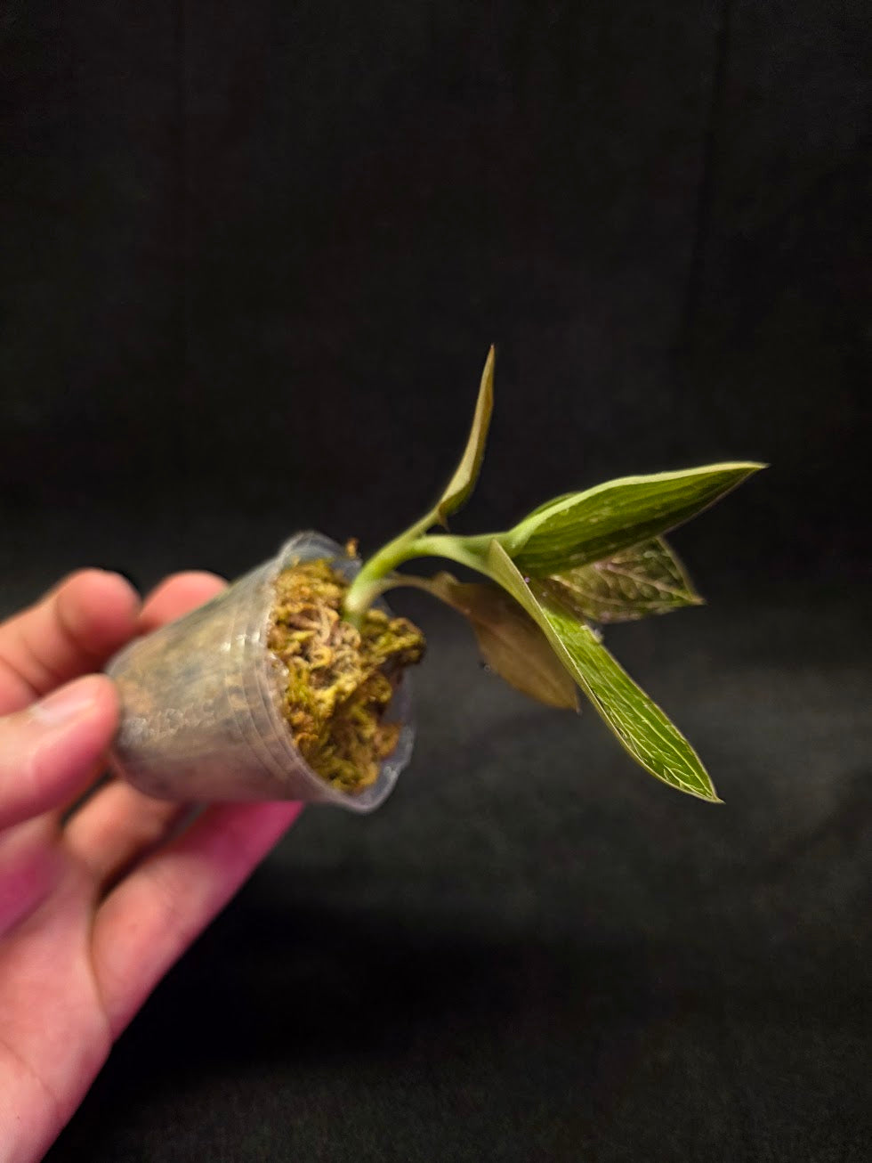 Ludisia Offdiscolor Alba #03