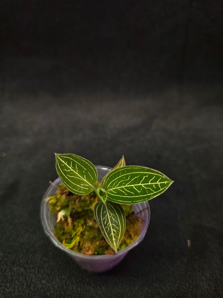 Ludisia Offdiscolor Alba #04