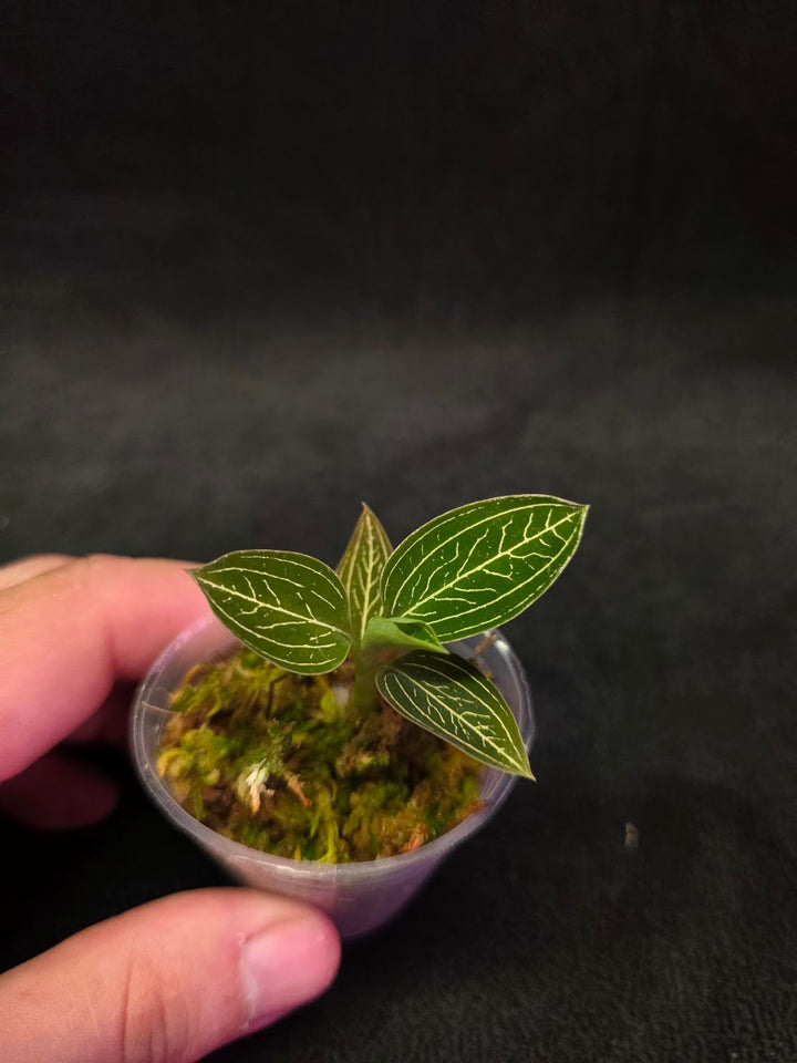 Ludisia Offdiscolor Alba #04